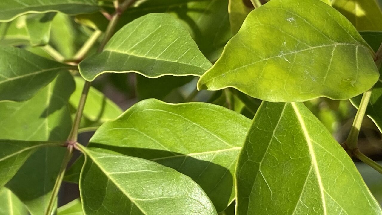とねりこ産業医事務所
